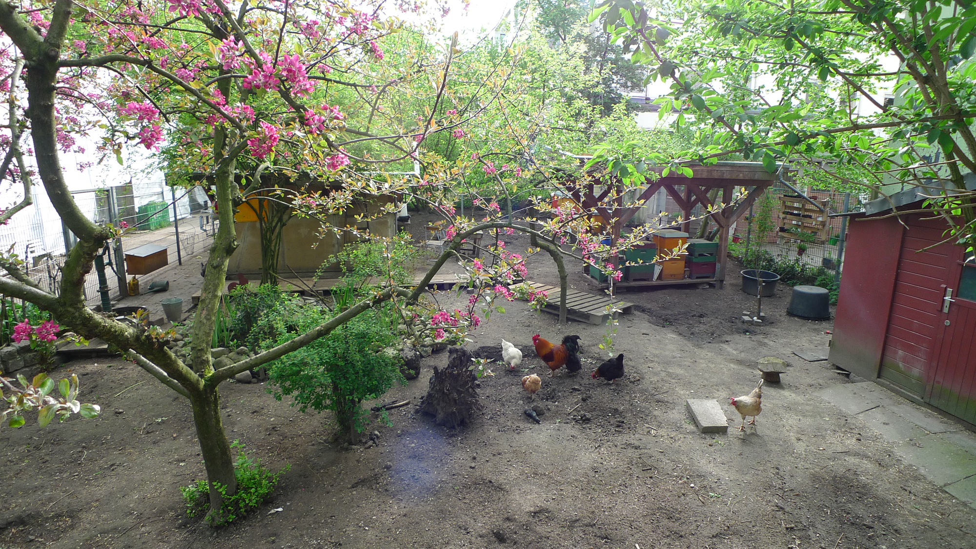 Frühling auf dem Motte Hühnerhof